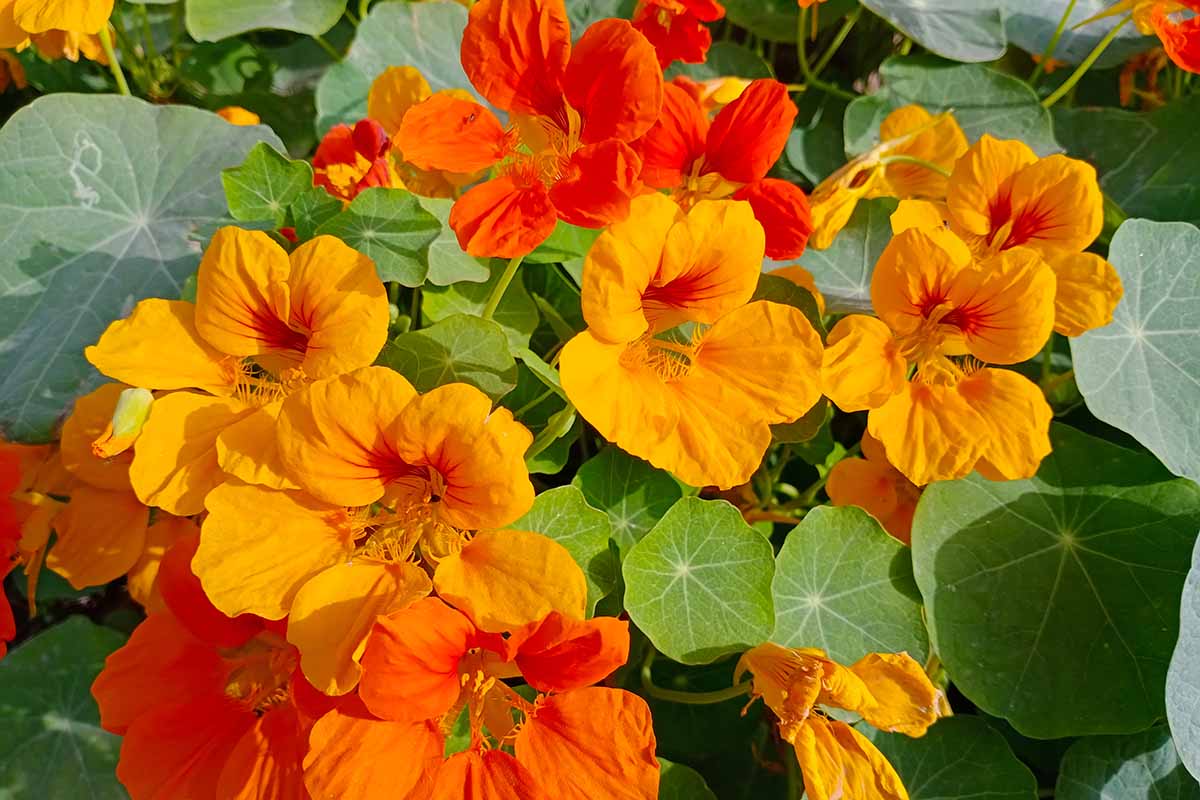 Jak používat nasturtium proti škůdcům
