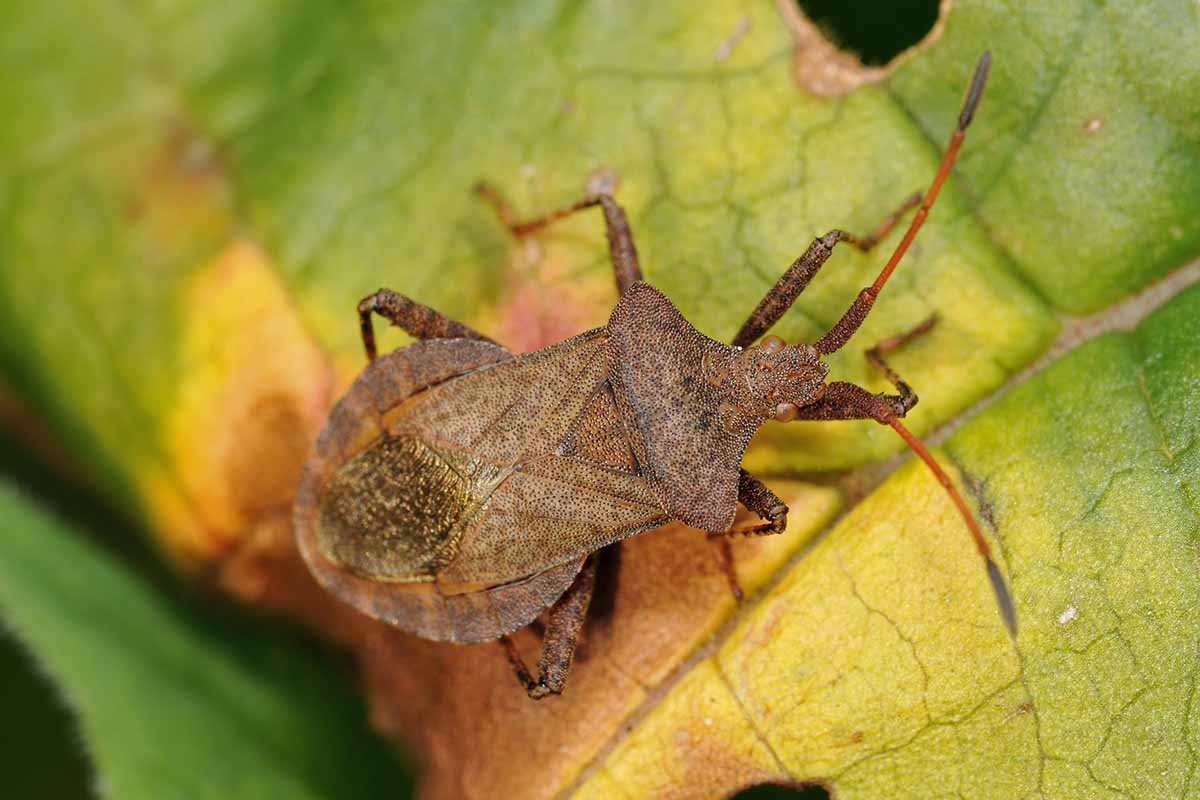 Jak používat nasturtium proti škůdcům