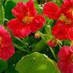 Jak sklízet a používat jedlé nasturtium