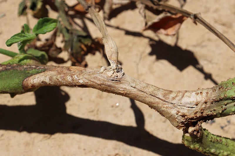 Identifikace a ošetření rajčat se sklerotiniovou hnilobou stonku