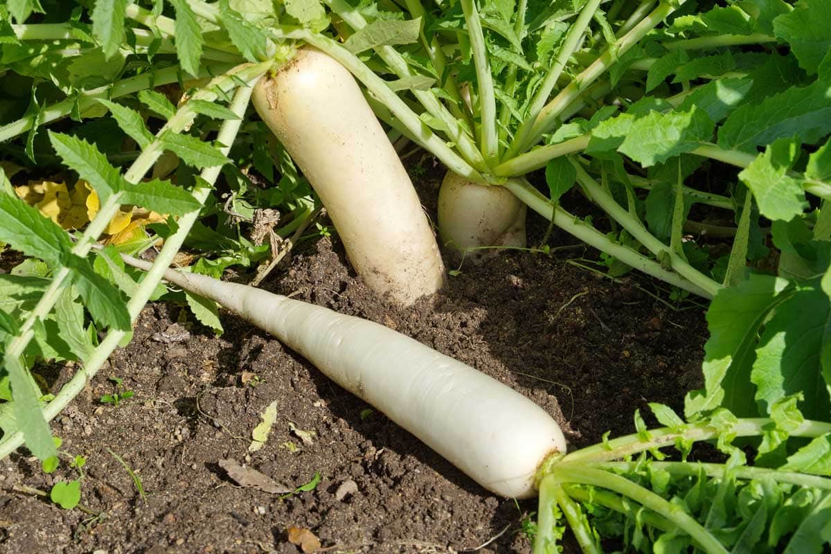 Jak zasadit a pěstovat daikon: Přidejte do své zahrady trochu zeleně