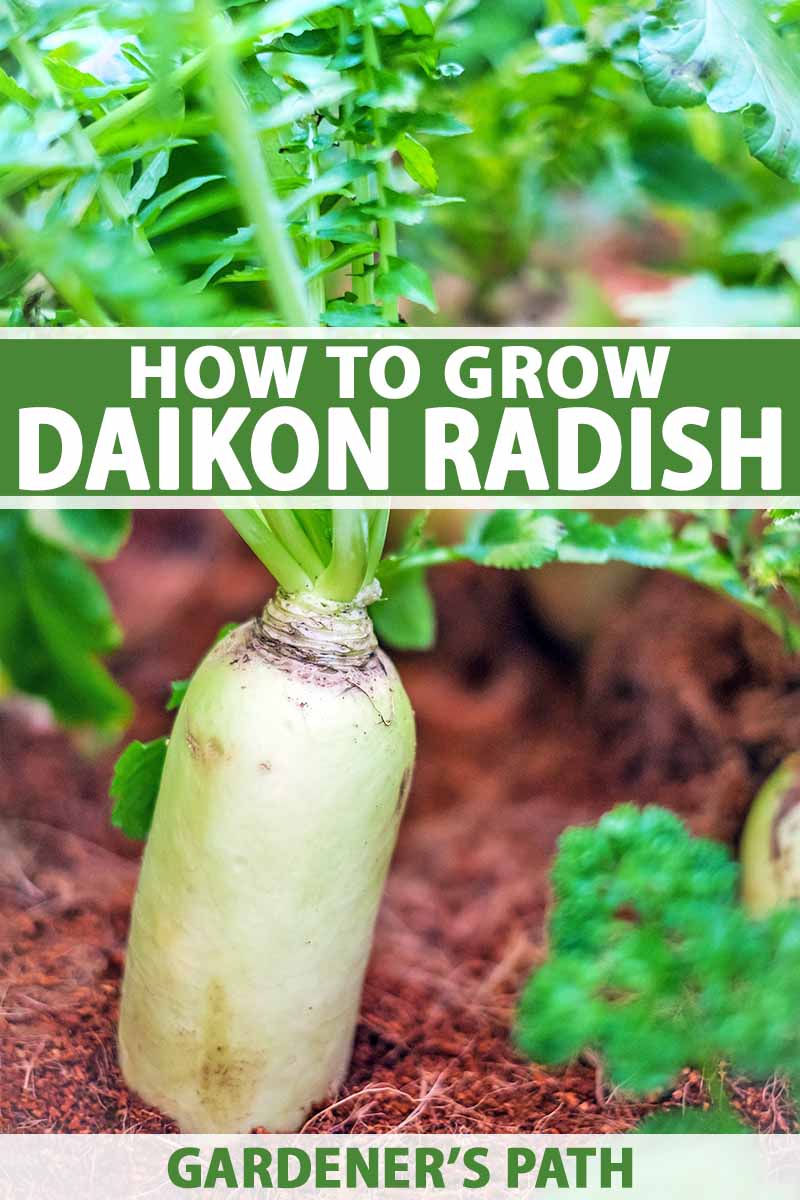 Jak zasadit a pěstovat daikon: Přidejte do své zahrady trochu zeleně