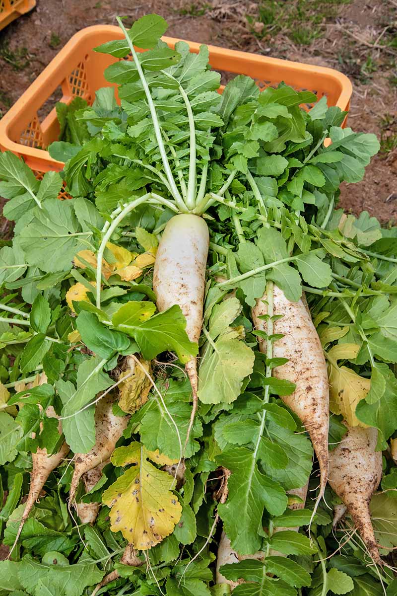 Jak zasadit a pěstovat daikon: Přidejte do své zahrady trochu zeleně