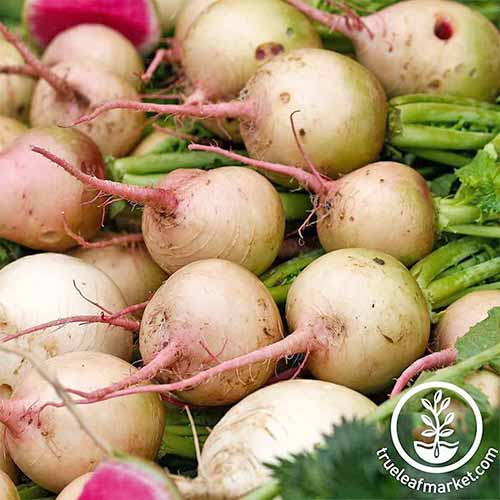 Jak zasadit a pěstovat daikon: Přidejte do své zahrady trochu zeleně