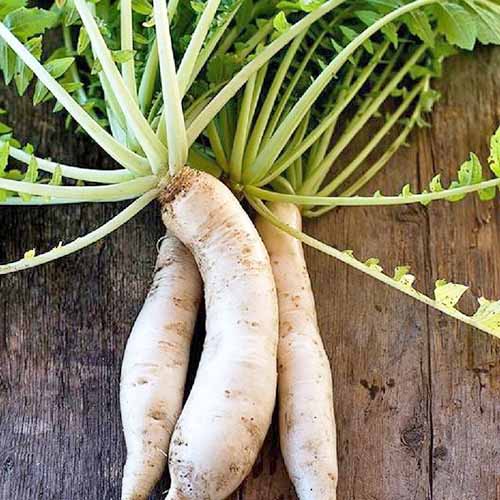 Jak zasadit a pěstovat daikon: Přidejte do své zahrady trochu zeleně