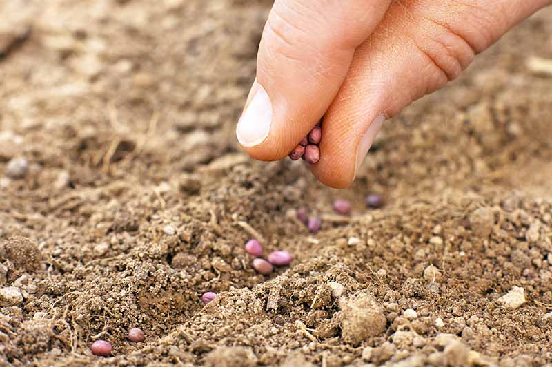 Jak zasadit a pěstovat daikon: Přidejte do své zahrady trochu zeleně