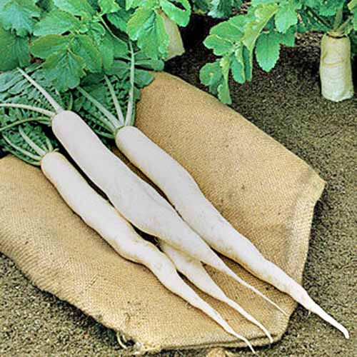 Jak zasadit a pěstovat daikon: Přidejte do své zahrady trochu zeleně