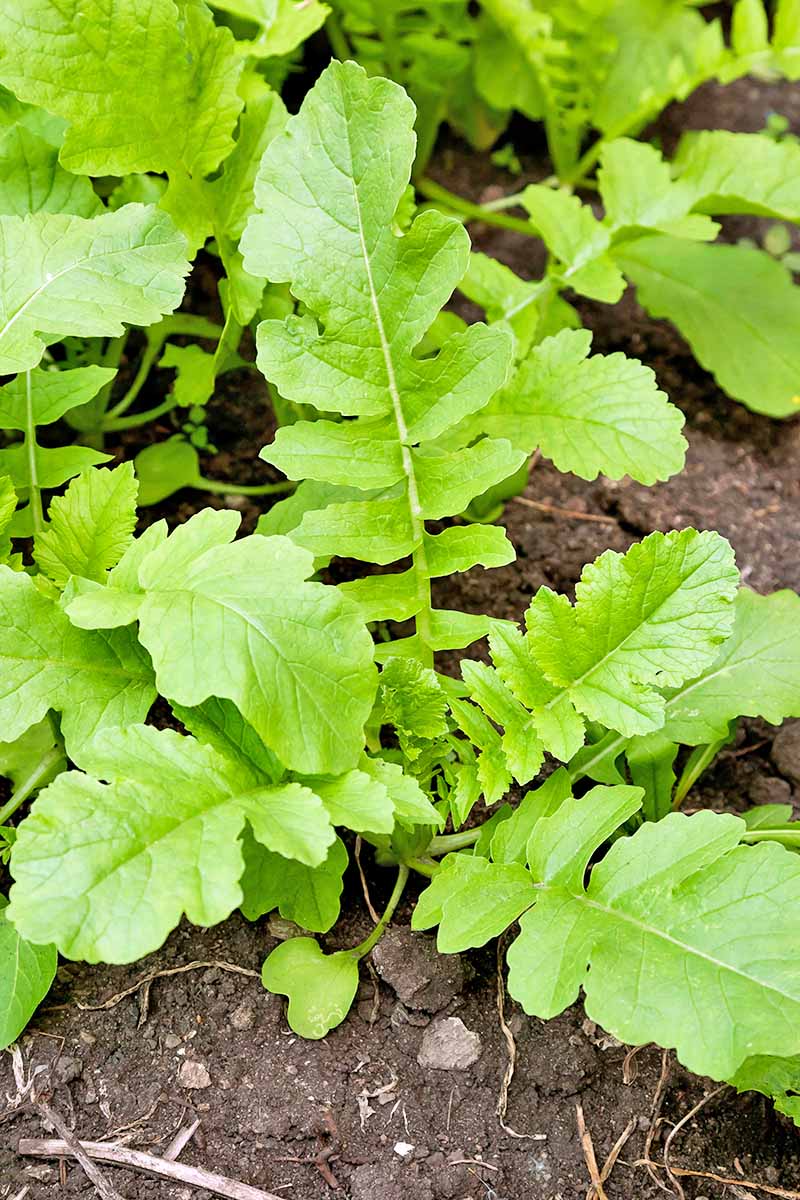 Jak zasadit a pěstovat daikon: Přidejte do své zahrady trochu zeleně