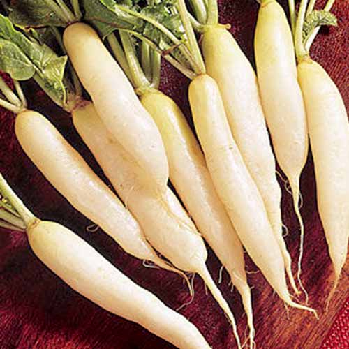 Jak zasadit a pěstovat daikon: Přidejte do své zahrady trochu zeleně