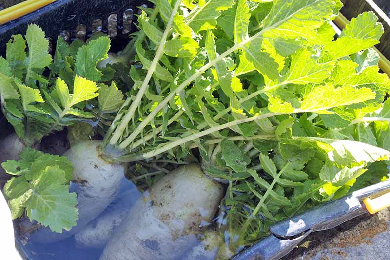 Jak zasadit a pěstovat daikon: Přidejte do své zahrady trochu zeleně