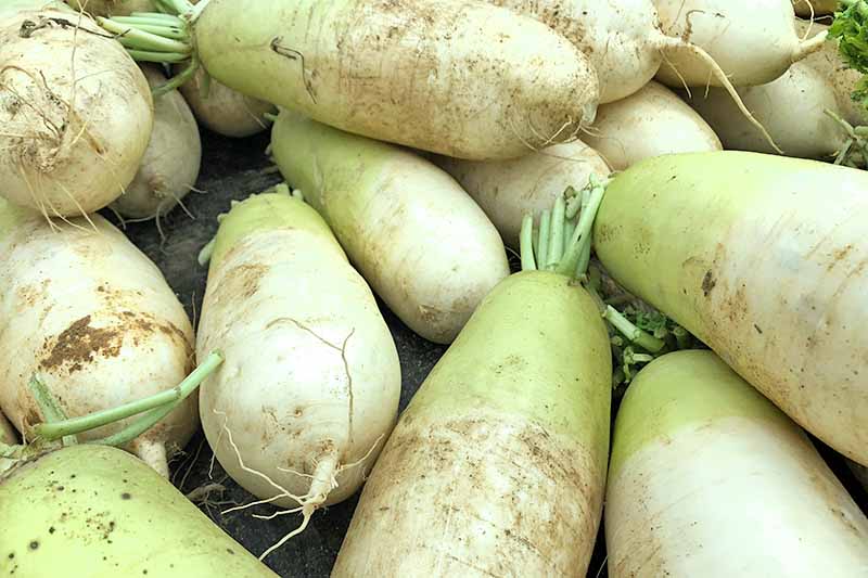 Jak zasadit a pěstovat daikon: Přidejte do své zahrady trochu zeleně