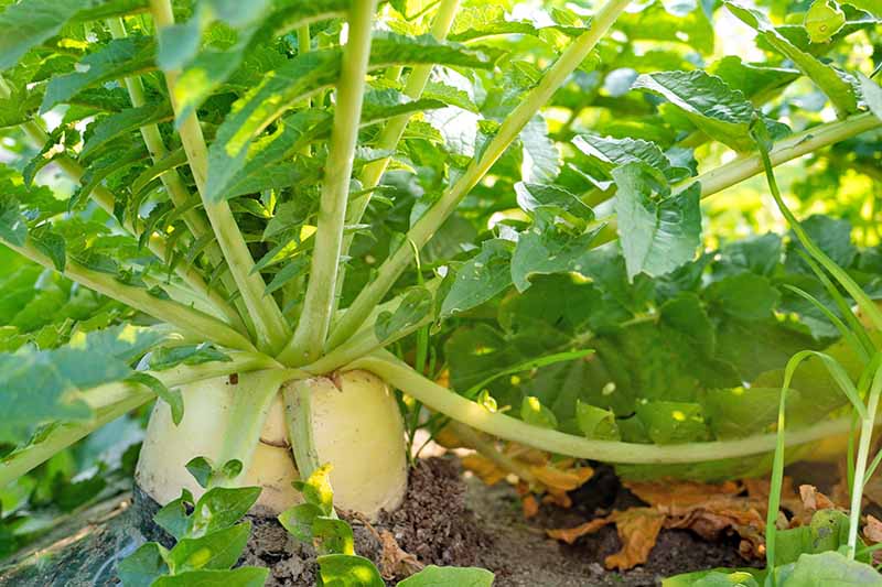 Jak zasadit a pěstovat daikon: Přidejte do své zahrady trochu zeleně