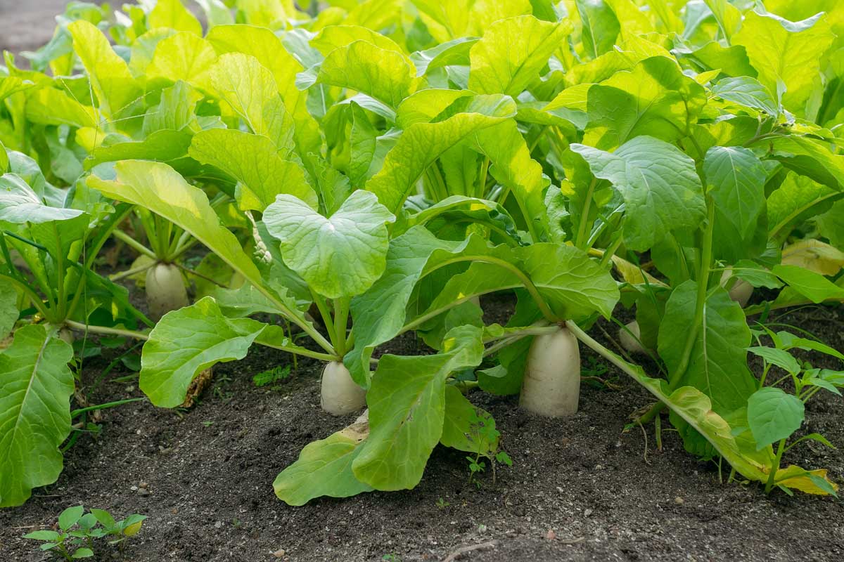 Jak zasadit a pěstovat daikon: Přidejte do své zahrady trochu zeleně
