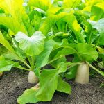 Jak zasadit a pěstovat daikon: Přidejte do své zahrady trochu