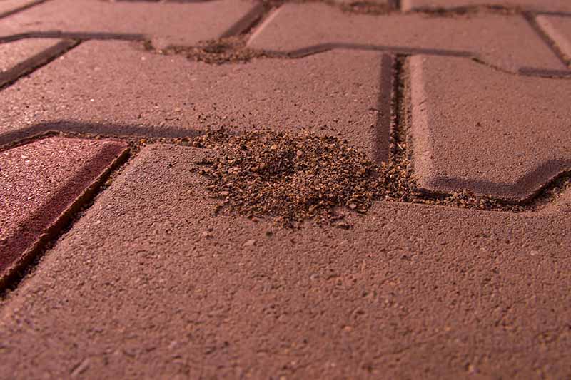 Jak bojovat proti mravencům na chodnících