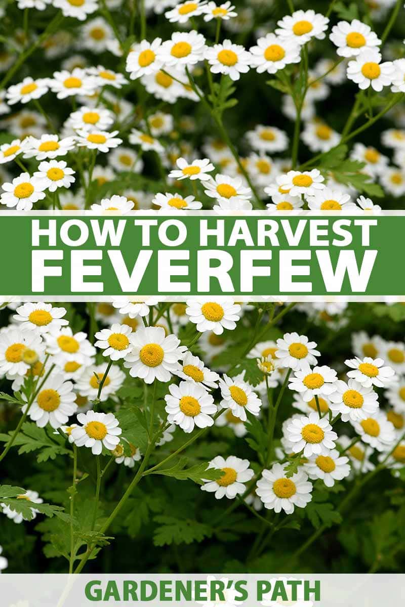 Jak sklízet Feverfew