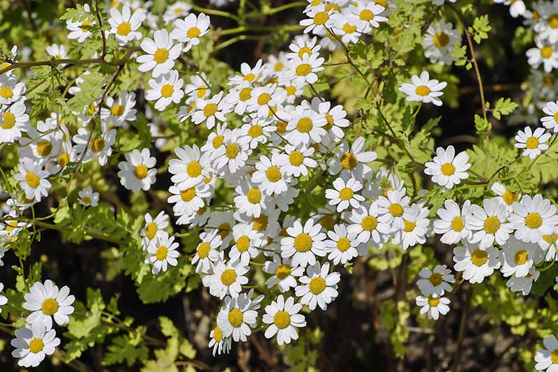 Jak sklízet Feverfew