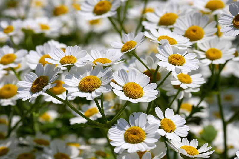 Jak sklízet Feverfew