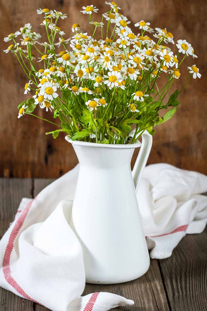 Jak sklízet Feverfew