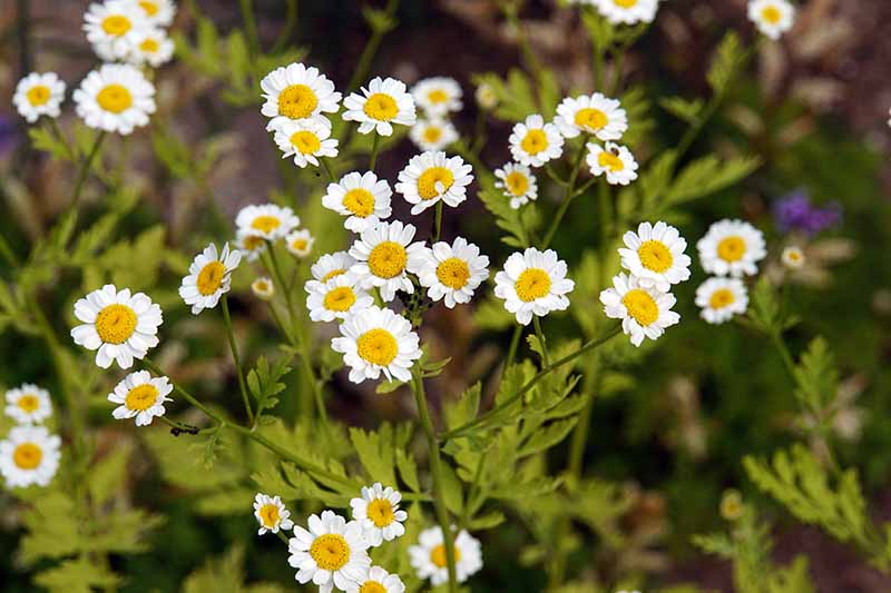 Jak sklízet Feverfew