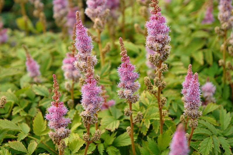 15 nejlepších odrůd Astilbe, které dodají vaší zahradě barvy ve stínu