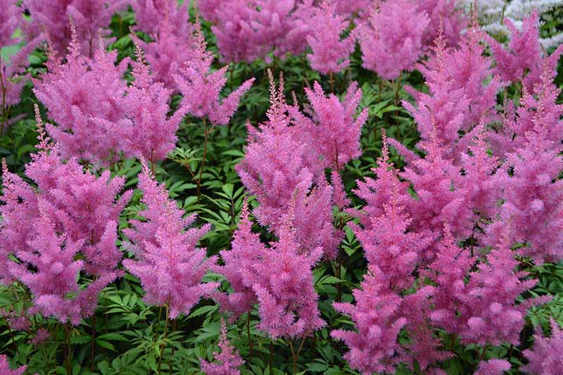 15 nejlepších odrůd Astilbe, které dodají vaší zahradě barvy ve stínu