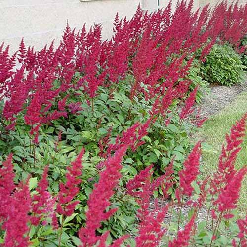 15 nejlepších odrůd Astilbe, které dodají vaší zahradě barvy ve stínu