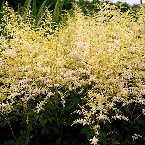 15 nejlepších odrůd Astilbe, které dodají vaší zahradě barvy ve stínu