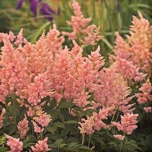 15 nejlepších odrůd Astilbe, které dodají vaší zahradě barvy ve stínu