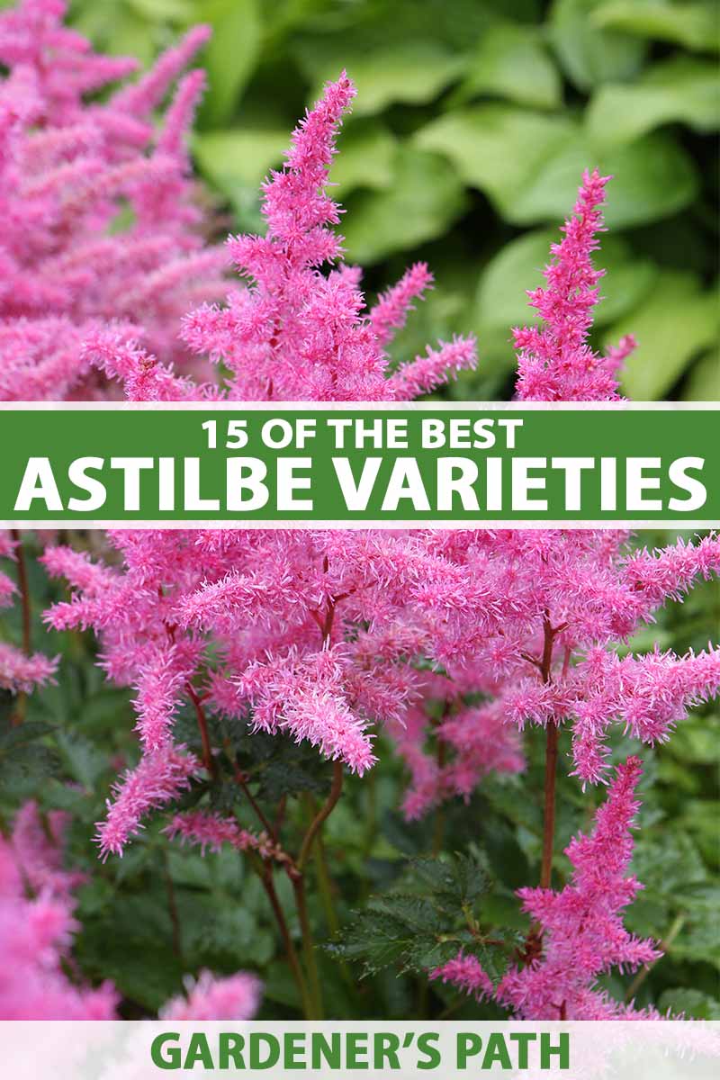 15 nejlepších odrůd Astilbe, které dodají vaší zahradě barvy ve stínu