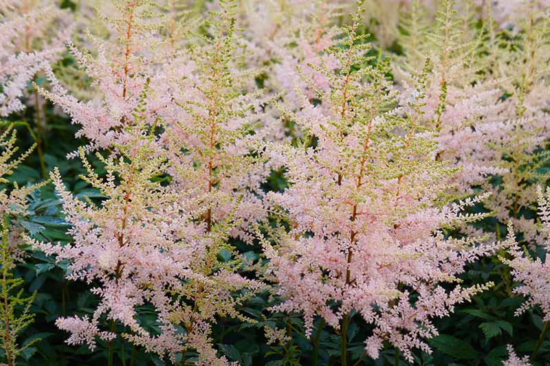 15 nejlepších odrůd Astilbe, které dodají vaší zahradě barvy ve stínu