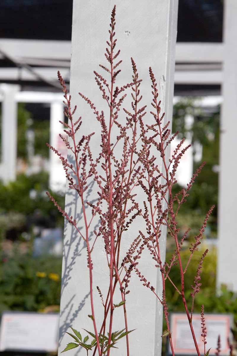 15 nejlepších odrůd Astilbe, které dodají vaší zahradě barvy ve stínu