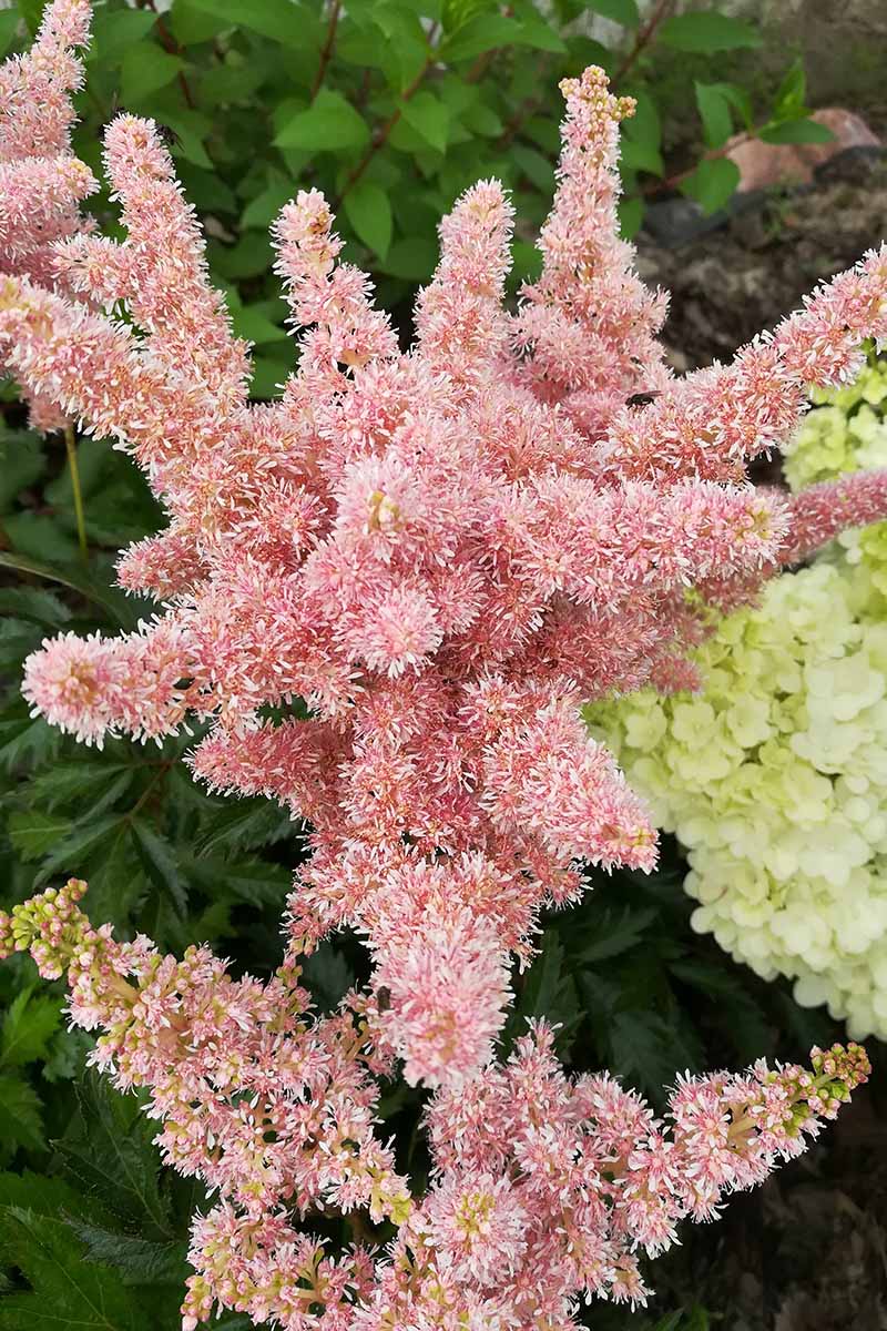 15 nejlepších odrůd Astilbe, které dodají vaší zahradě barvy ve stínu