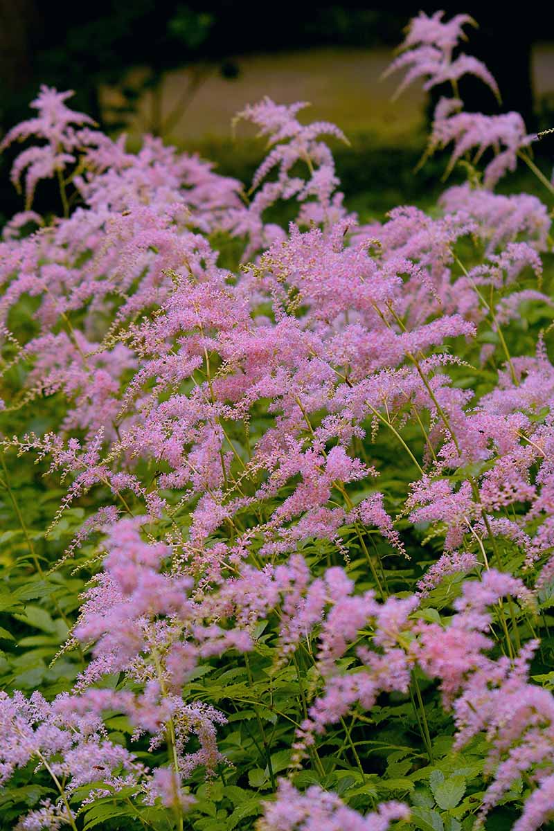 15 nejlepších odrůd Astilbe, které dodají vaší zahradě barvy ve stínu