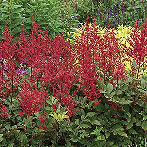 15 nejlepších odrůd Astilbe, které dodají vaší zahradě barvy ve stínu
