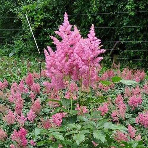 15 nejlepších odrůd Astilbe, které dodají vaší zahradě barvy ve stínu