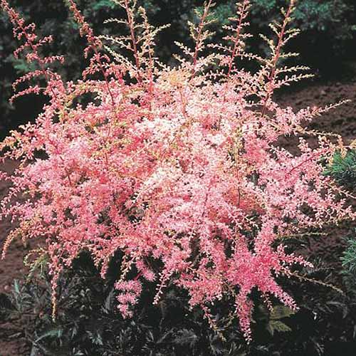 15 nejlepších odrůd Astilbe, které dodají vaší zahradě barvy ve stínu