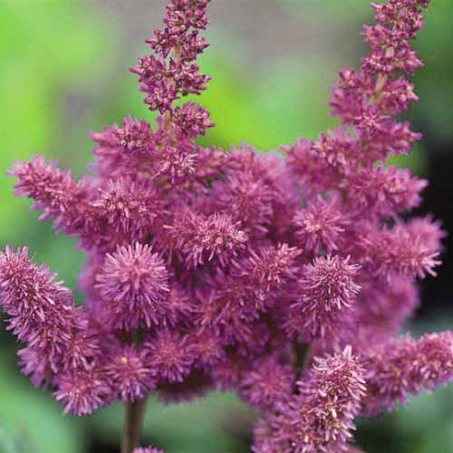 15 nejlepších odrůd Astilbe, které dodají vaší zahradě barvy ve stínu
