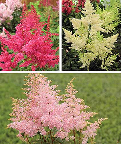 15 nejlepších odrůd Astilbe, které dodají vaší zahradě barvy ve stínu