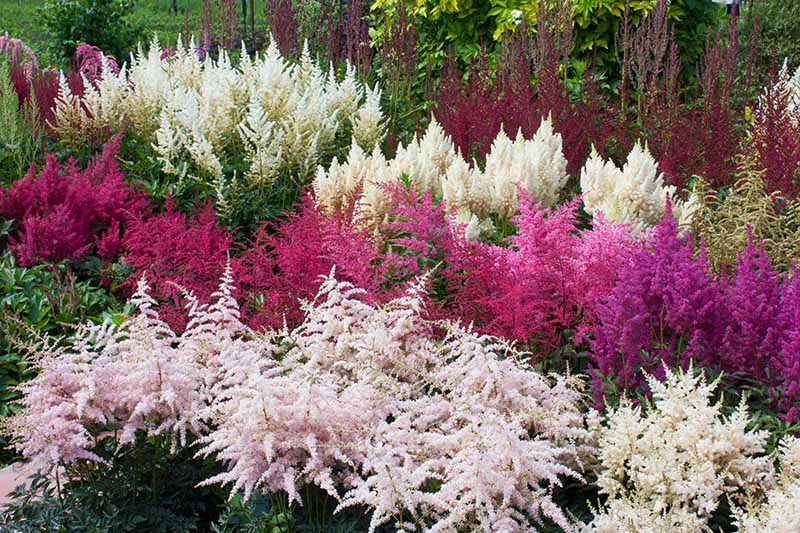 15 nejlepších odrůd Astilbe, které dodají vaší zahradě barvy ve stínu