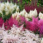 15 nejlepších odrůd Astilbe, které dodají vaší zahradě barvy ve