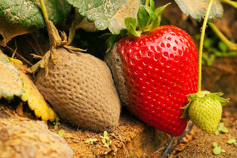 Jak bojovat proti plísni šedé (botrytida) na jahodách