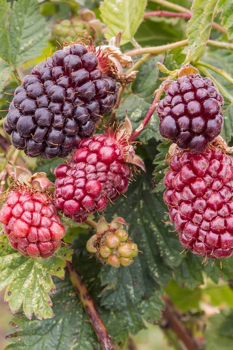 Výhody Boysenberry: Proč potřebujete tento ostružinový hybrid ve svém životě?