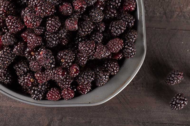 Výhody Boysenberry: Proč potřebujete tento ostružinový hybrid ve svém životě?
