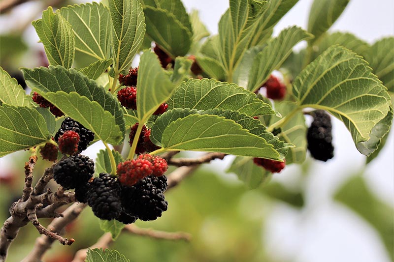 Výhody Boysenberry: Proč potřebujete tento ostružinový hybrid ve svém životě?