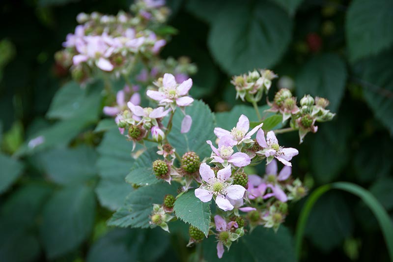 Výhody Boysenberry: Proč potřebujete tento ostružinový hybrid ve svém životě?