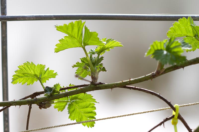 Výhody Boysenberry: Proč potřebujete tento ostružinový hybrid ve svém životě?