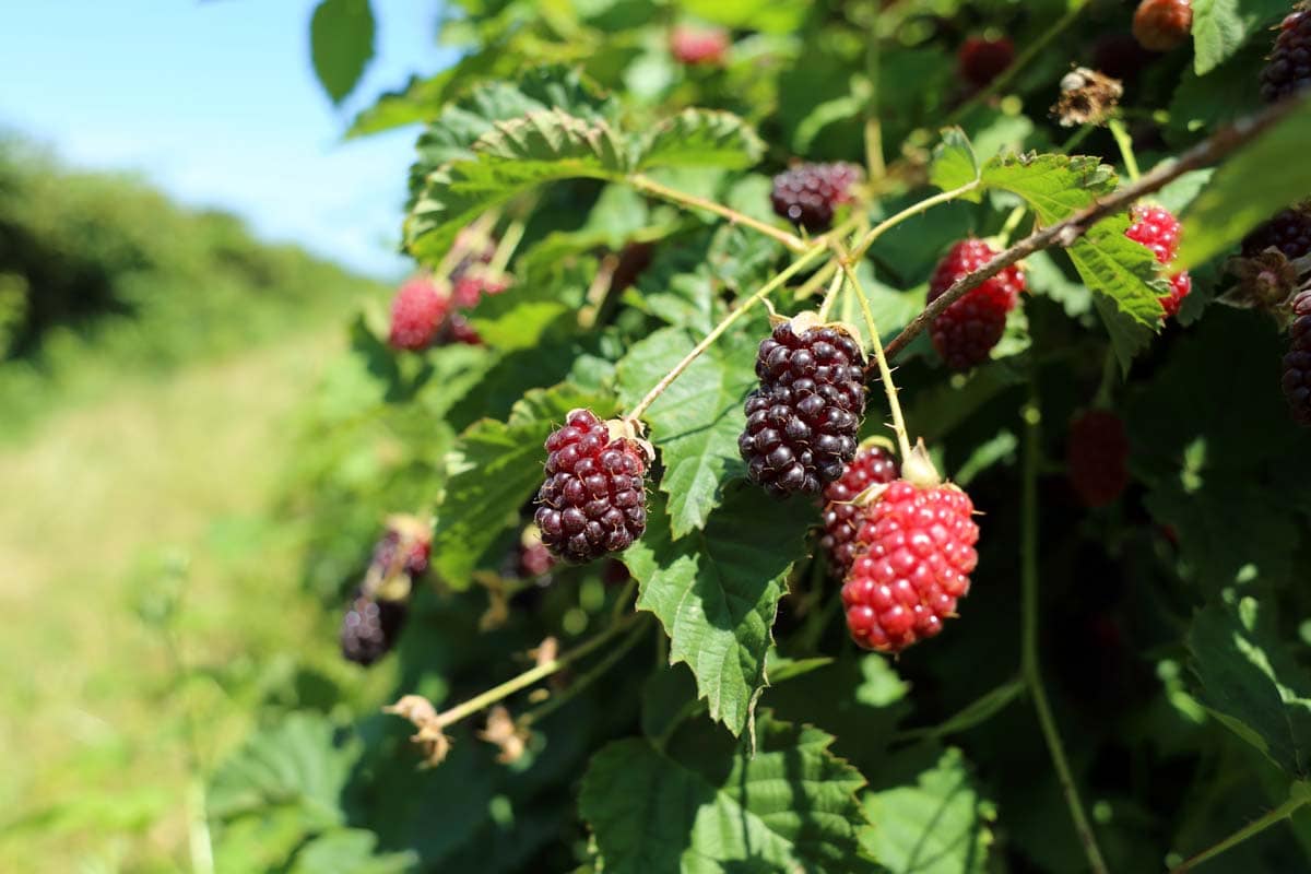 Výhody Boysenberry: Proč potřebujete tento ostružinový hybrid ve svém životě?