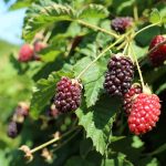 Výhody Boysenberry: Proč potřebujete tento ostružinový hybrid ve svém životě?