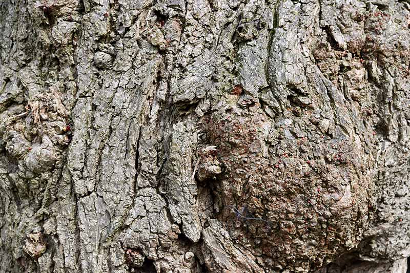 Jak rozpoznat a léčit nemoci a postižení javorové kůry